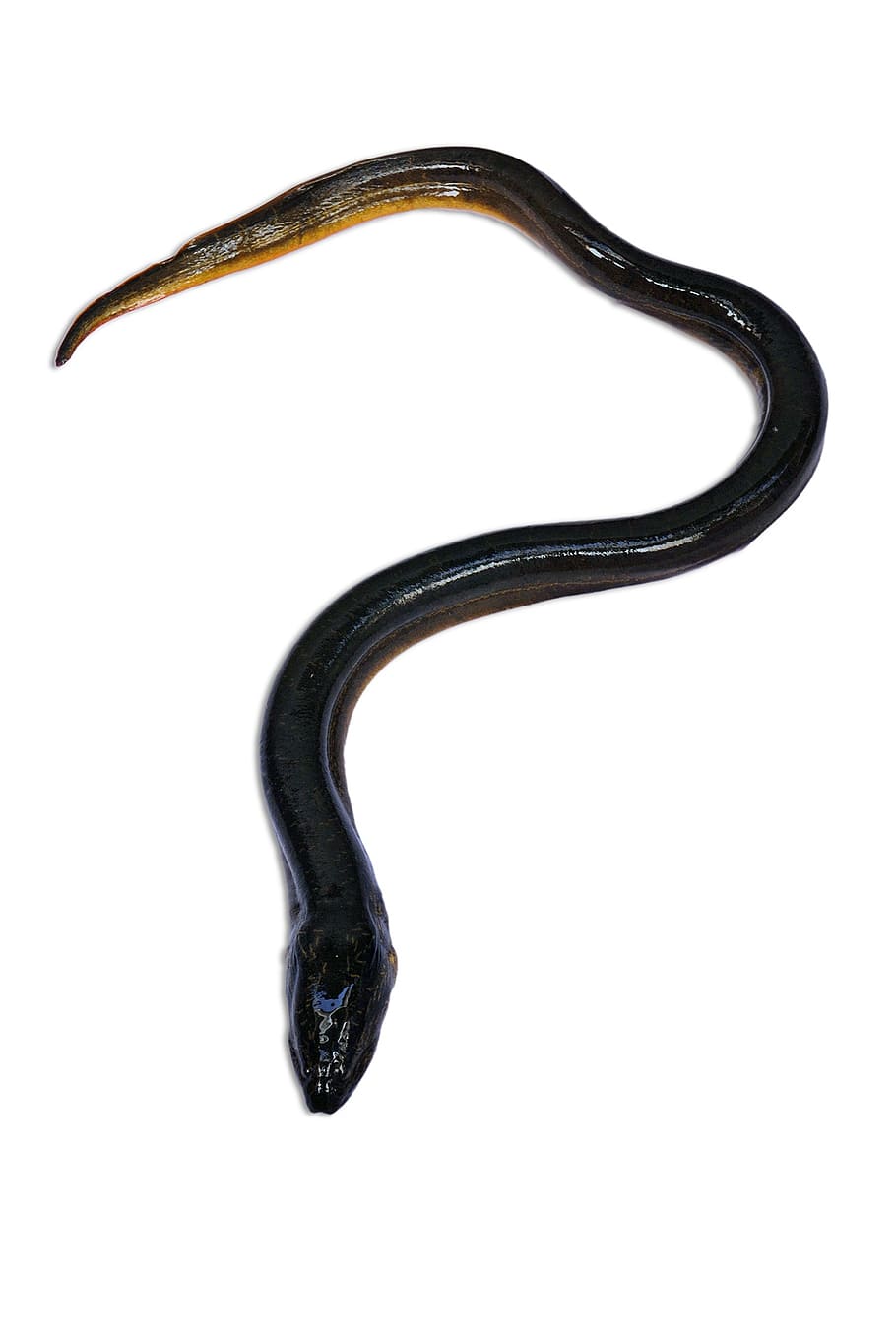 black snake, eel, fish, fresh water, animals, studio shot, white background, HD wallpaper