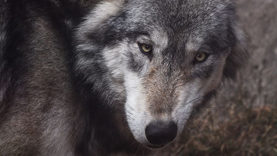 closeup photo of gray wolf, look, predator, close up, wild animal HD wallpaper