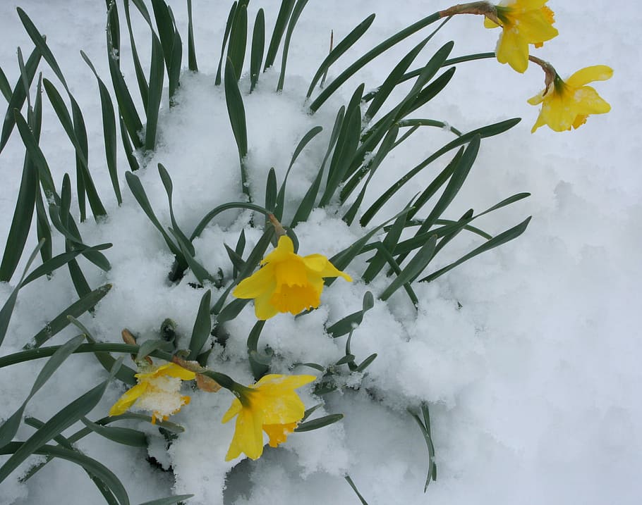 yellow daffodil flowers on snow ground, Daffodils, Bloom, blooming HD wallpaper