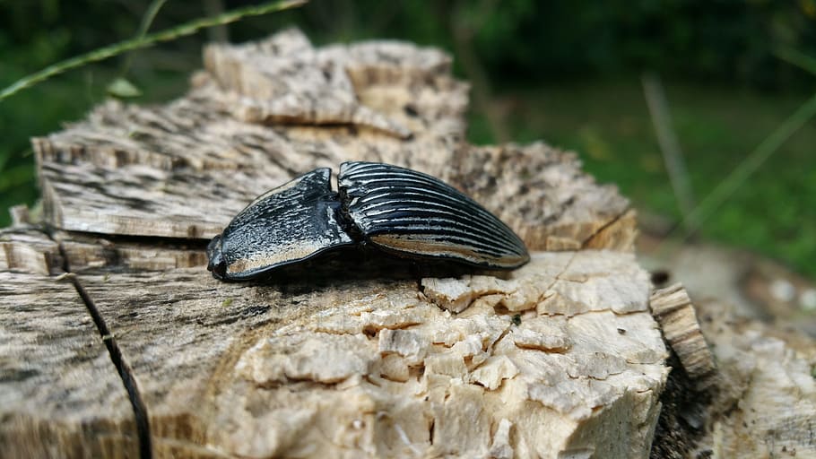 bug, insect, beetle, legs, crawl, animal themes, animal wildlife HD wallpaper