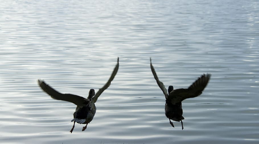 ducks, bird, fly, flying, wings, sea, lake, animal, animals in the wild HD wallpaper