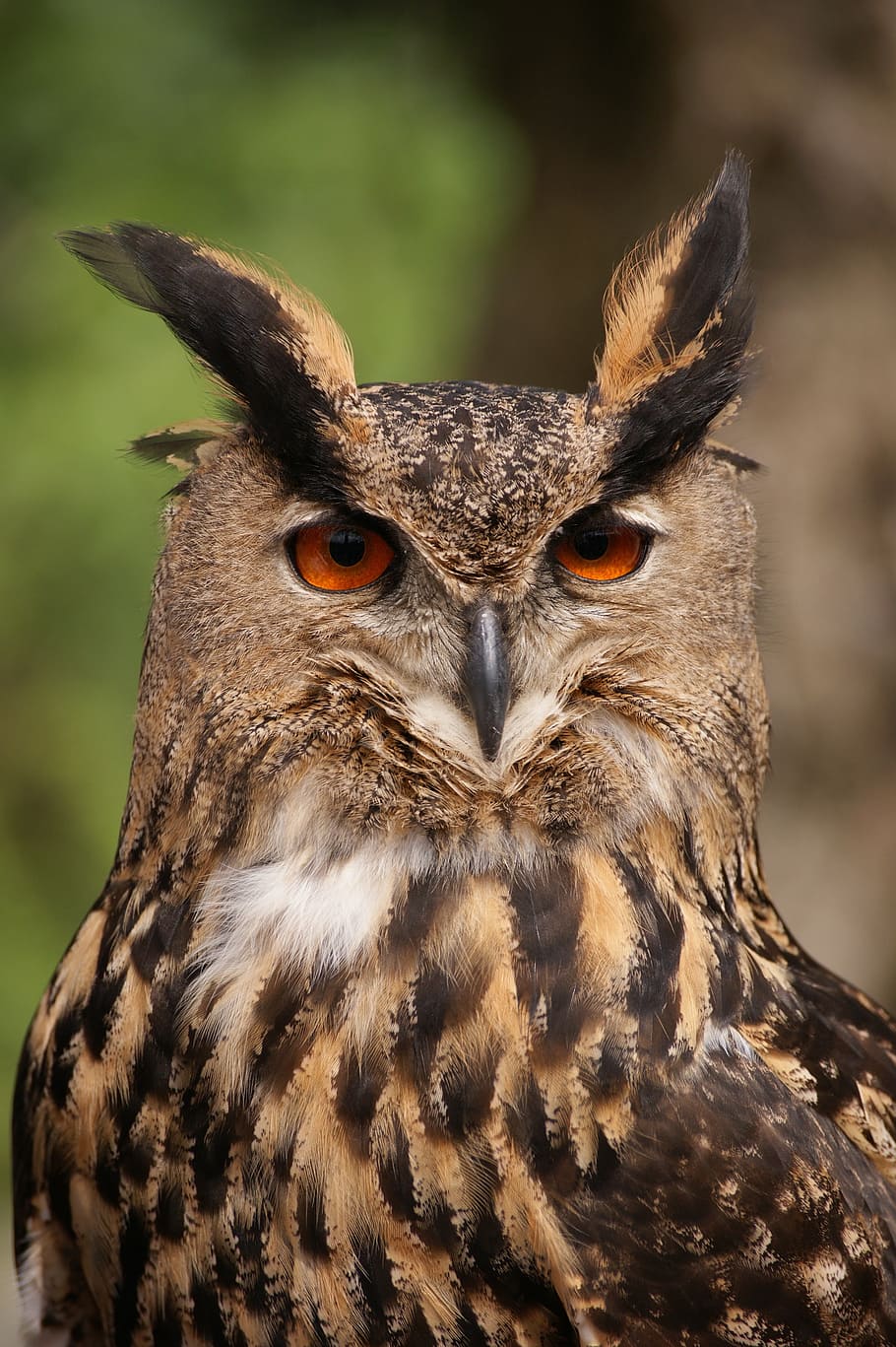closeup photography of great-horned owl, bird, animal, tawny owl, HD wallpaper