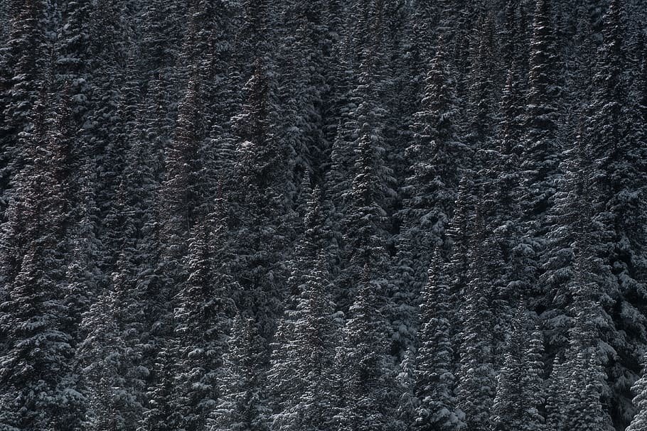 snow covered pine trees at daytime, aerial view of forest, fir HD wallpaper