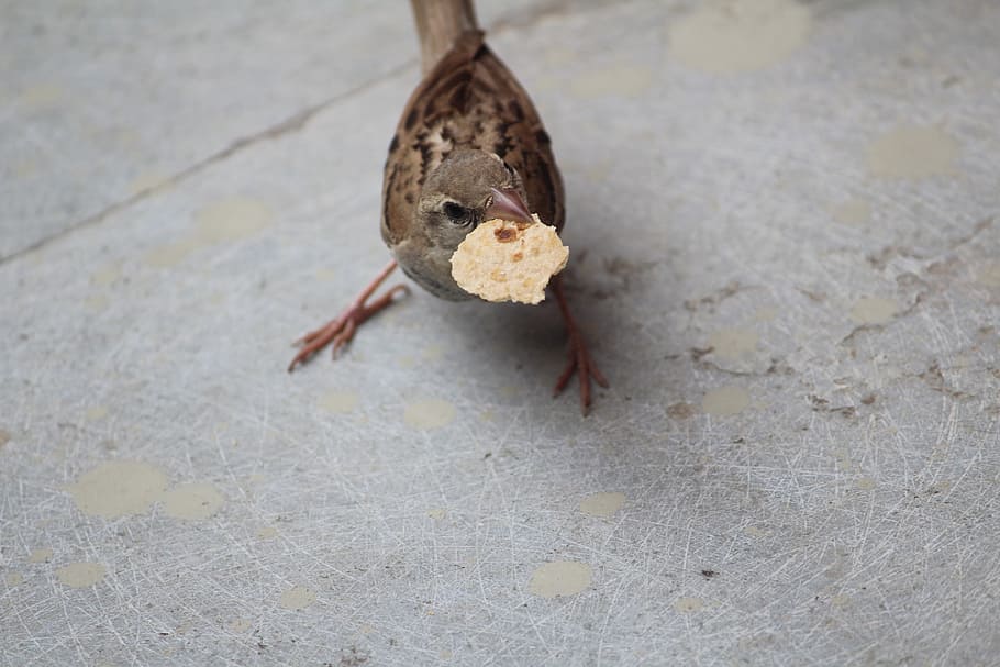 sparrow, chapati, slice, piece, food, fear, bird, aves, usct HD wallpaper