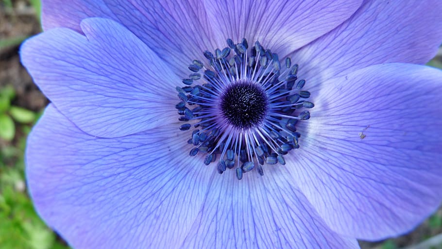 stamens, blue, flower, flowering plant, fragility, inflorescence HD wallpaper