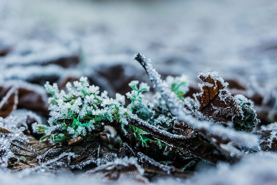 green plants, forest, leaves, withered, autumn, leaf, nature HD wallpaper