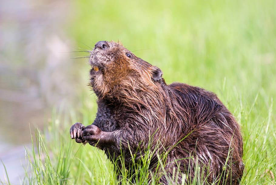 brown rodent on green grass during daytime, beaver, pond, wildlife