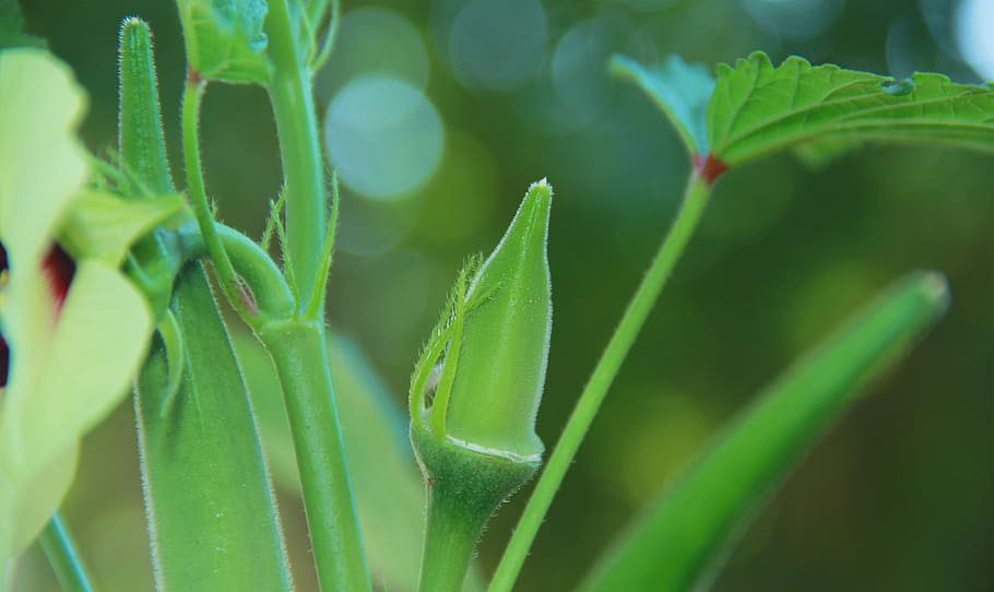 fresh, organic, okra, green, testy, green color, growth, plant, HD wallpaper