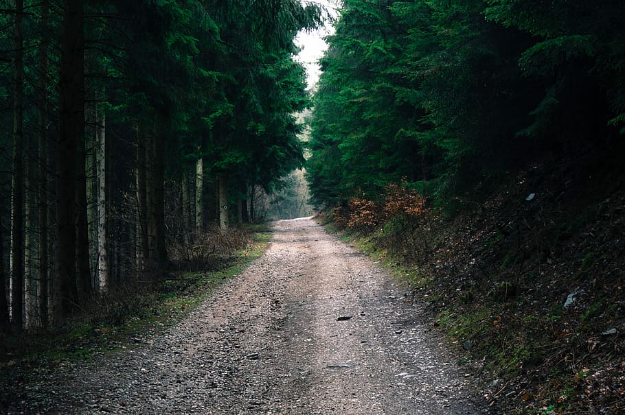 road, tree, wood, nature, landscape, leaf, travel, path, plant HD wallpaper