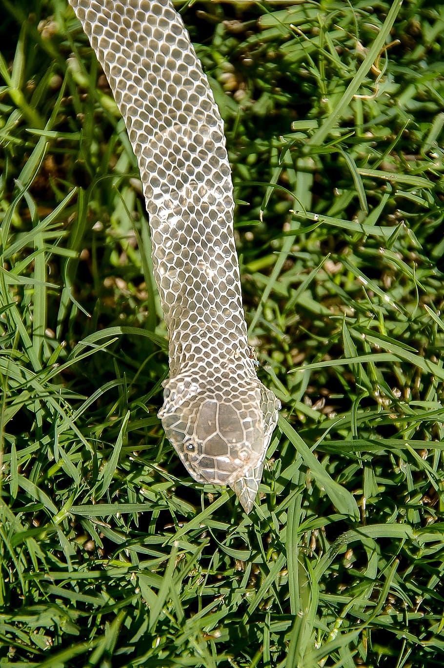 Snakeskin, Pattern, green, grass, old, shed, nature, animal, HD wallpaper