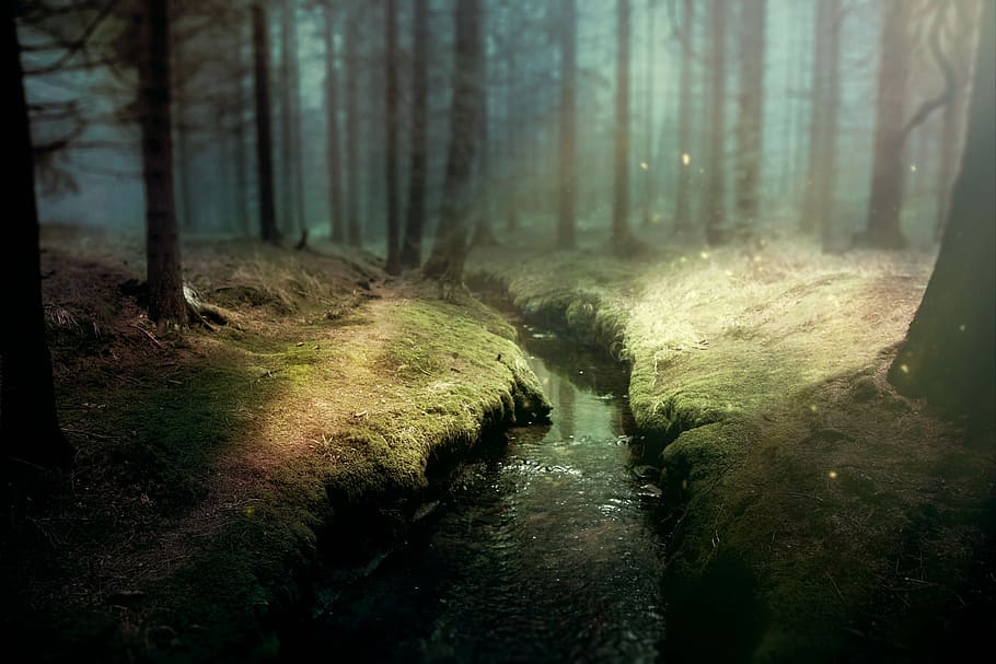 river between trees at daytime, background image, fantasy, forest, HD wallpaper