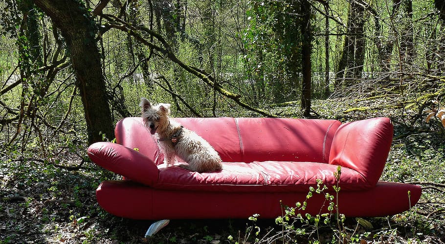 Red, Sofa, Forest, Still Life, red sofa, tree, full length HD wallpaper
