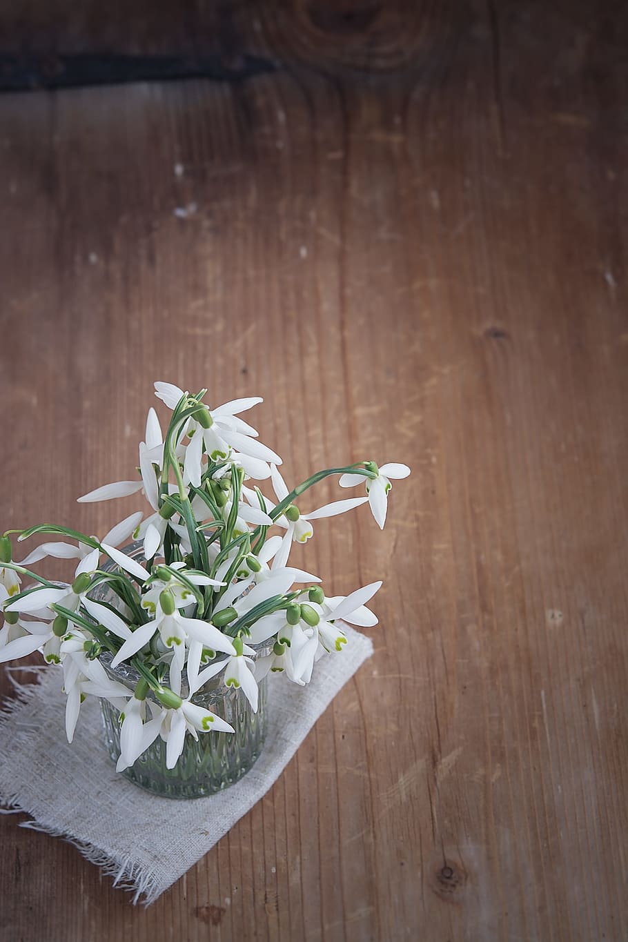 snowdrop, flowers, white, spring flower, signs of spring, early bloomer HD wallpaper