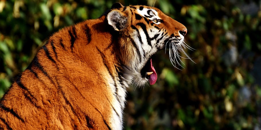 tiger, predator, fur, beautiful, dangerous, cat, wildlife photography HD wallpaper