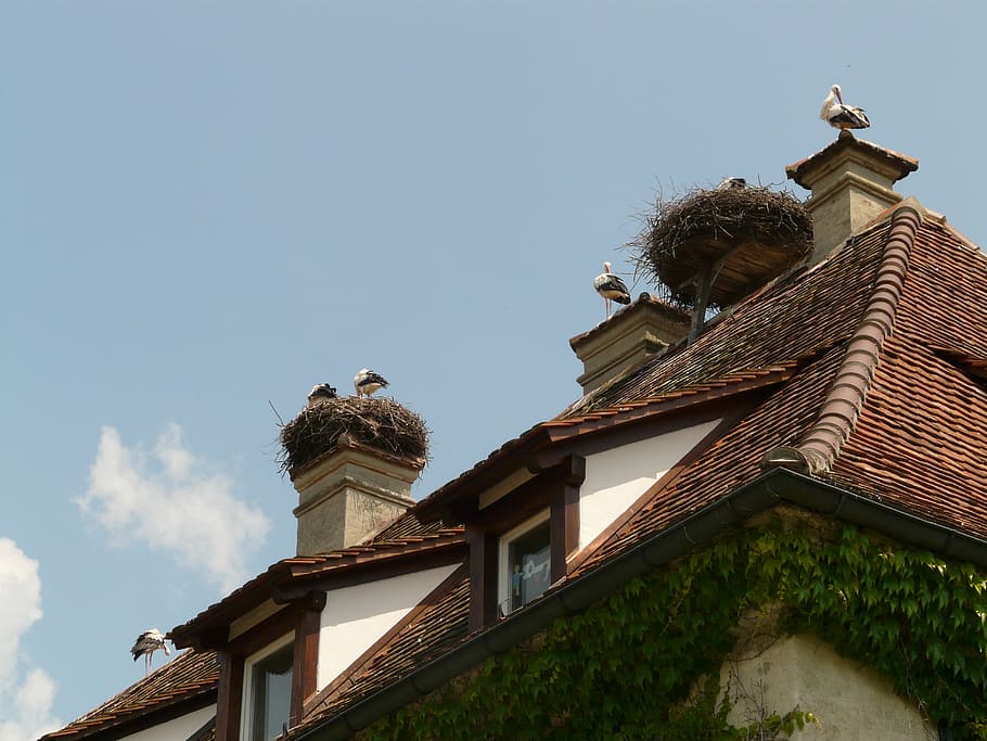 stork, storchennest, bird, hatching, breed, salem, home, house roof HD wallpaper