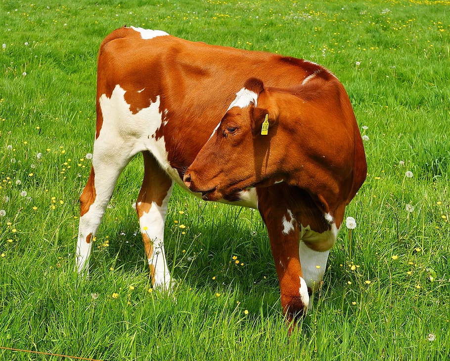 cow, red colored, beef, cattle, young, nature, ruminant, grass HD wallpaper