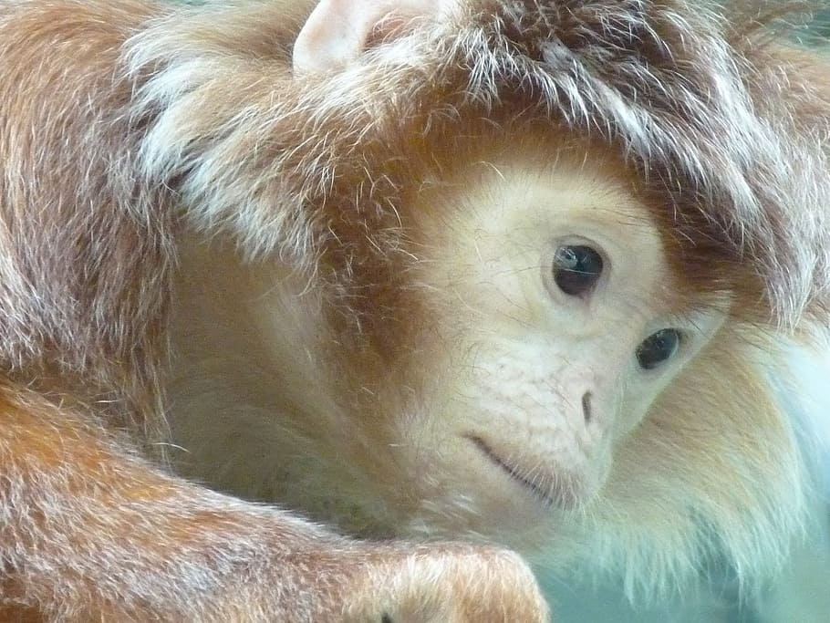 capuchin, capuchins, monkey, animal, creature, mammal, animal themes HD wallpaper