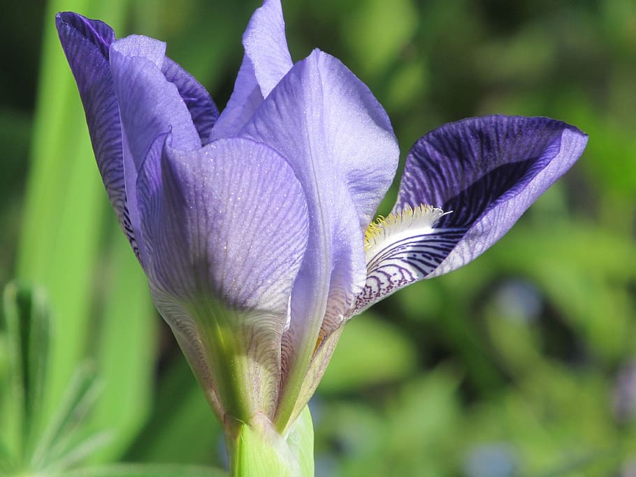 spring, iris, blossom, bloom, flower, nature, garden, purple HD wallpaper