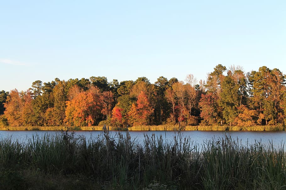 Tree Line, Autumn, Fall, Fall, Lake, trees, park, nature, landscape HD wallpaper