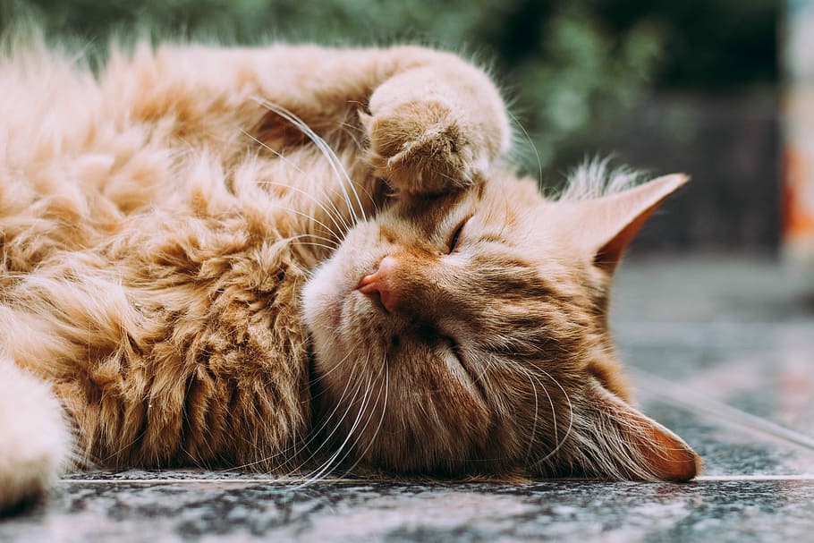 orange Persian cat sleeping, orange tabby cat laying on tile floor near plant HD wallpaper