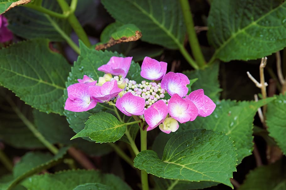 hydrangeas, flowers, nature, garden, plant, leaf, plant part HD wallpaper