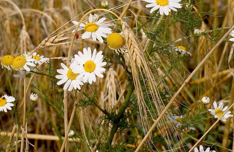 Flora, Blossom, Bloom, Nature, summer, plant, field, wheat field HD wallpaper