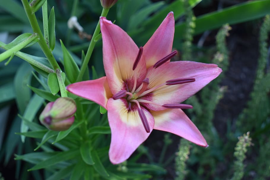 Lily, Flower, Pink, nature, plant, petal, flower Head, pink Color HD wallpaper