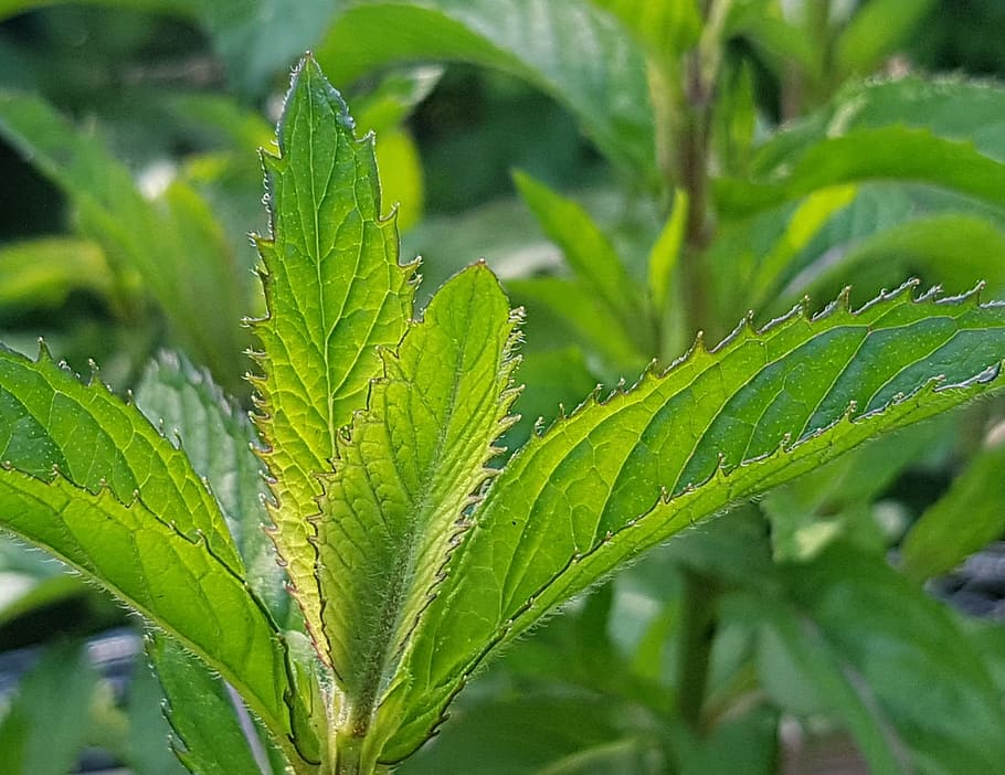 Mint Leaves, Mojito, Herbs, mojito mint, herb garden, plant HD wallpaper