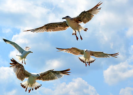 four Franklin's gulls flying under blue sky during daytime HD wallpaper