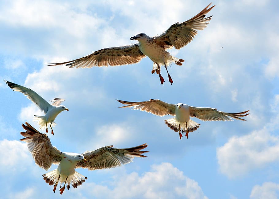 four Franklin's gulls flying under blue sky during daytime HD wallpaper