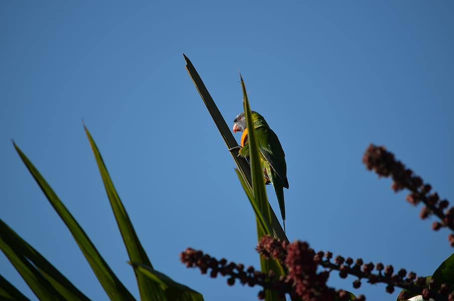 rainbow lorikeet, bird, sky, feather, nature, wings, tropical HD wallpaper