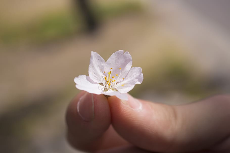 cherry blossoms, spring, flowers, cute, flowering plant, human hand HD wallpaper