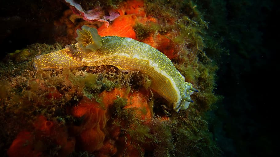 Slug, Ocean, diving, underwater, animals in the wild, one animal HD wallpaper