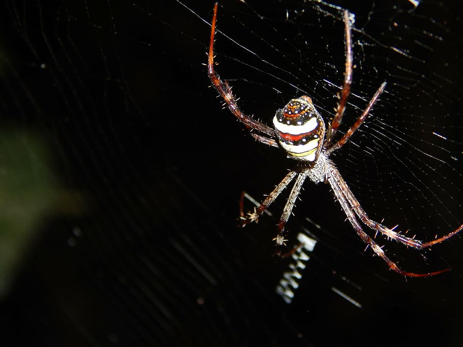 spider, spider web, insect, nature, spiderweb, black, macro HD wallpaper