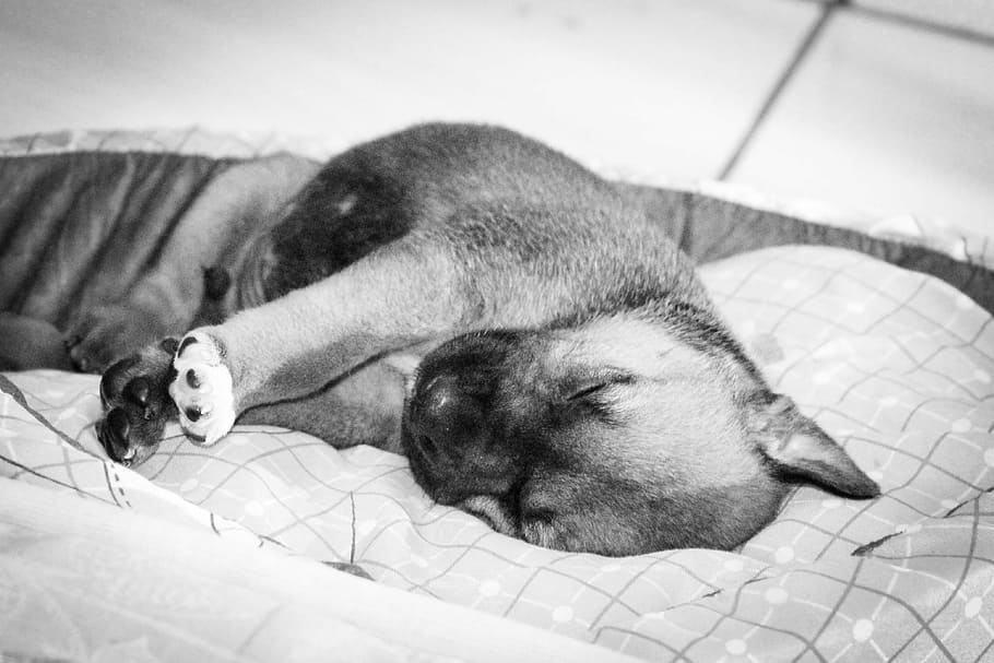 puppy, sleeping, mammal, domestic, animal themes, pets, domestic animals HD wallpaper
