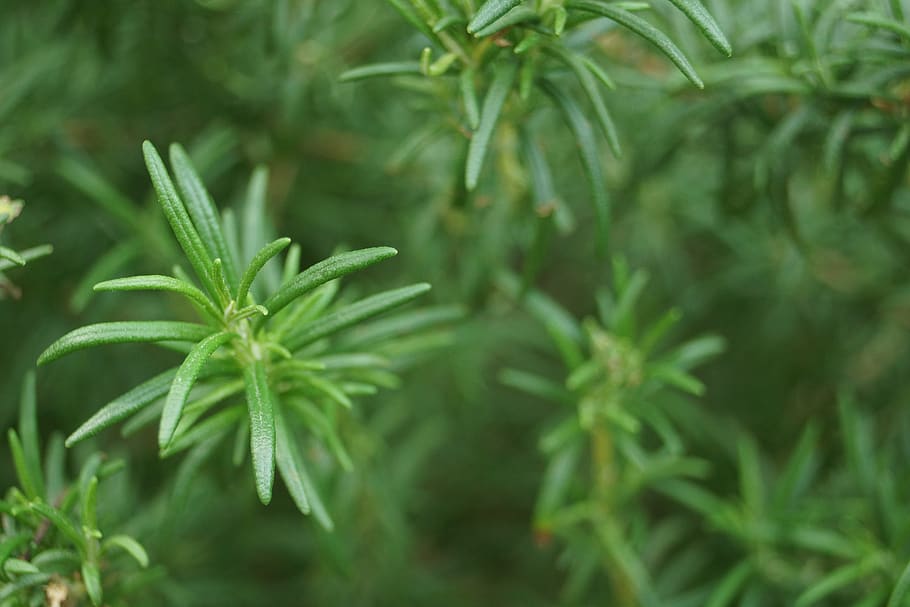 plants, spring, nature, landscape, leaf, plant part, green color HD wallpaper