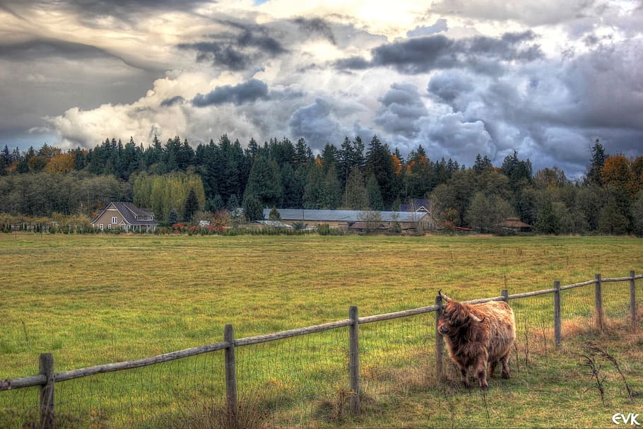 Yak, Clouds, Animals, Fence, Farm, nature, animal themes, one animal HD wallpaper