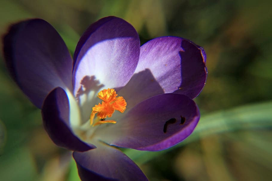 crocus, purple, close, macro, bloom, harbinger of spring, stamp HD wallpaper