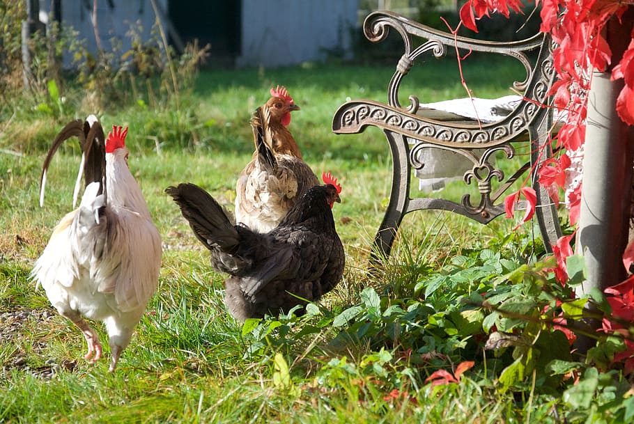 easter, rooster, hens, bench, autumn, springs, animals, bird HD wallpaper