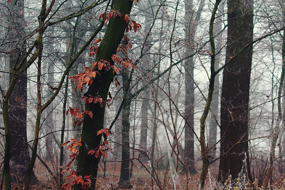 orange leaf tree in selective color photo, fog, nature, landscape HD wallpaper