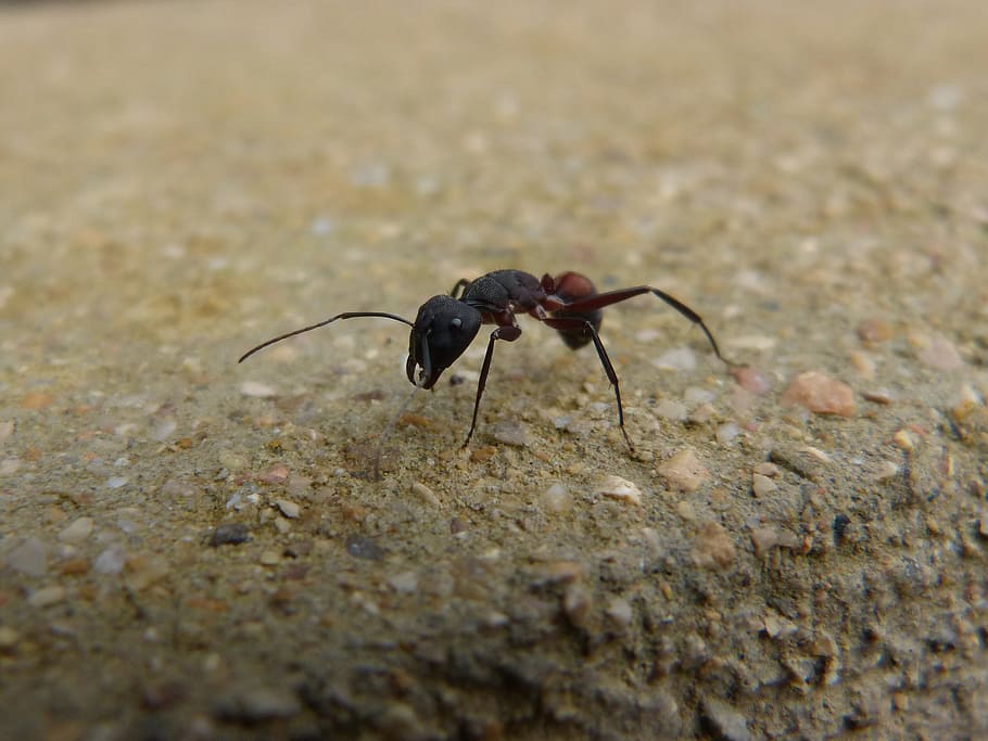 Ant, Insect, Detail, Small, one animal, animal themes, animals in the wild HD wallpaper