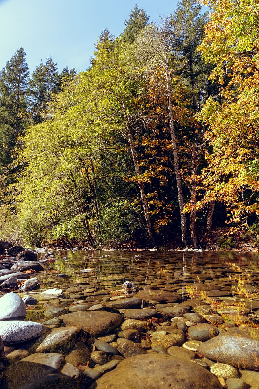 creek, fall, reflection, river, rocks, trees, water, plant HD wallpaper