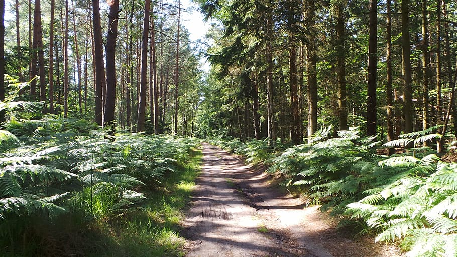 forest, forest path, darß, bicycle tour, tree, plant, land HD wallpaper