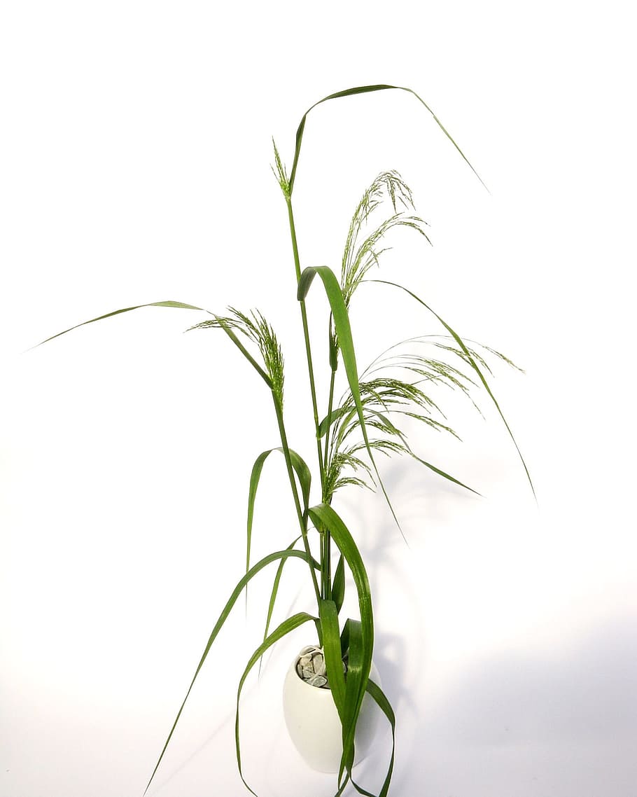 grass, elegant, fresh, green, spring, nature, plant, green color HD wallpaper