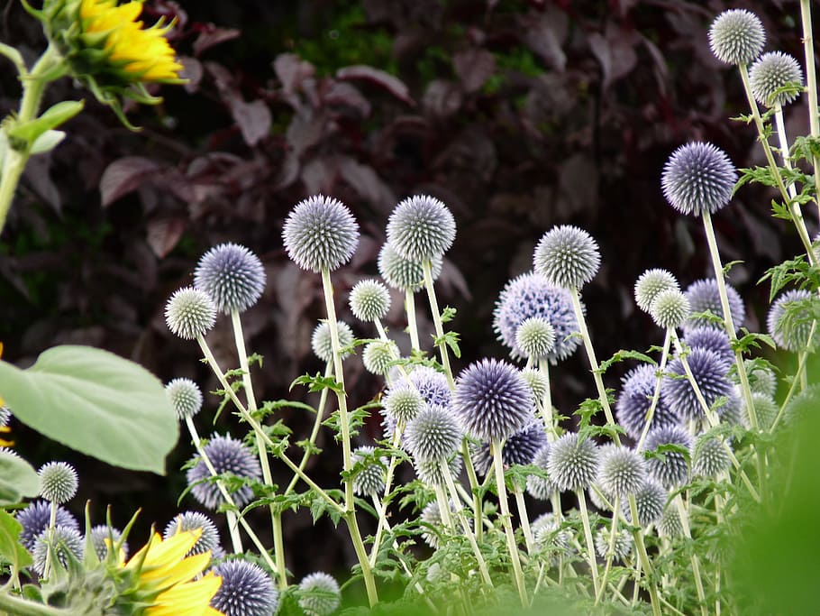 thistle, flower, blue, flowering plant, fragility, vulnerability HD wallpaper