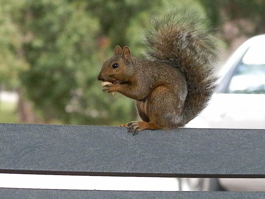 squirrel, park, animal, wildlife, outdoors, nature, rodent HD wallpaper