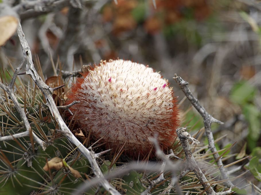 melocactus, blossom, bloom, spur, prickly, thorns, spiny, pieksig HD wallpaper