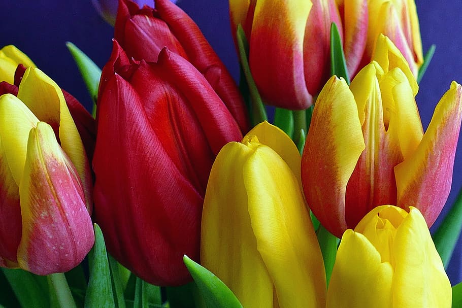nature, flowers, blur, bloom, blooming, blossom, close-up, delicate HD wallpaper