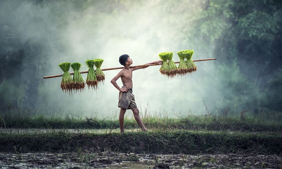 man holding brown stick, agriculture, asia, cambodia, the country