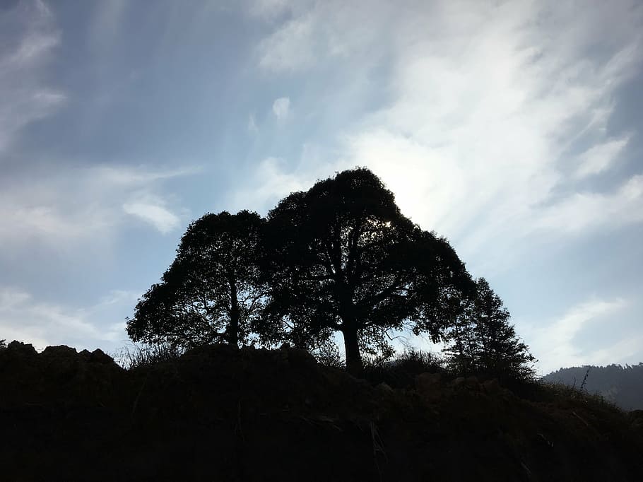 afternoon sun, big trees, shadow, profile, sky, cloud - sky HD wallpaper